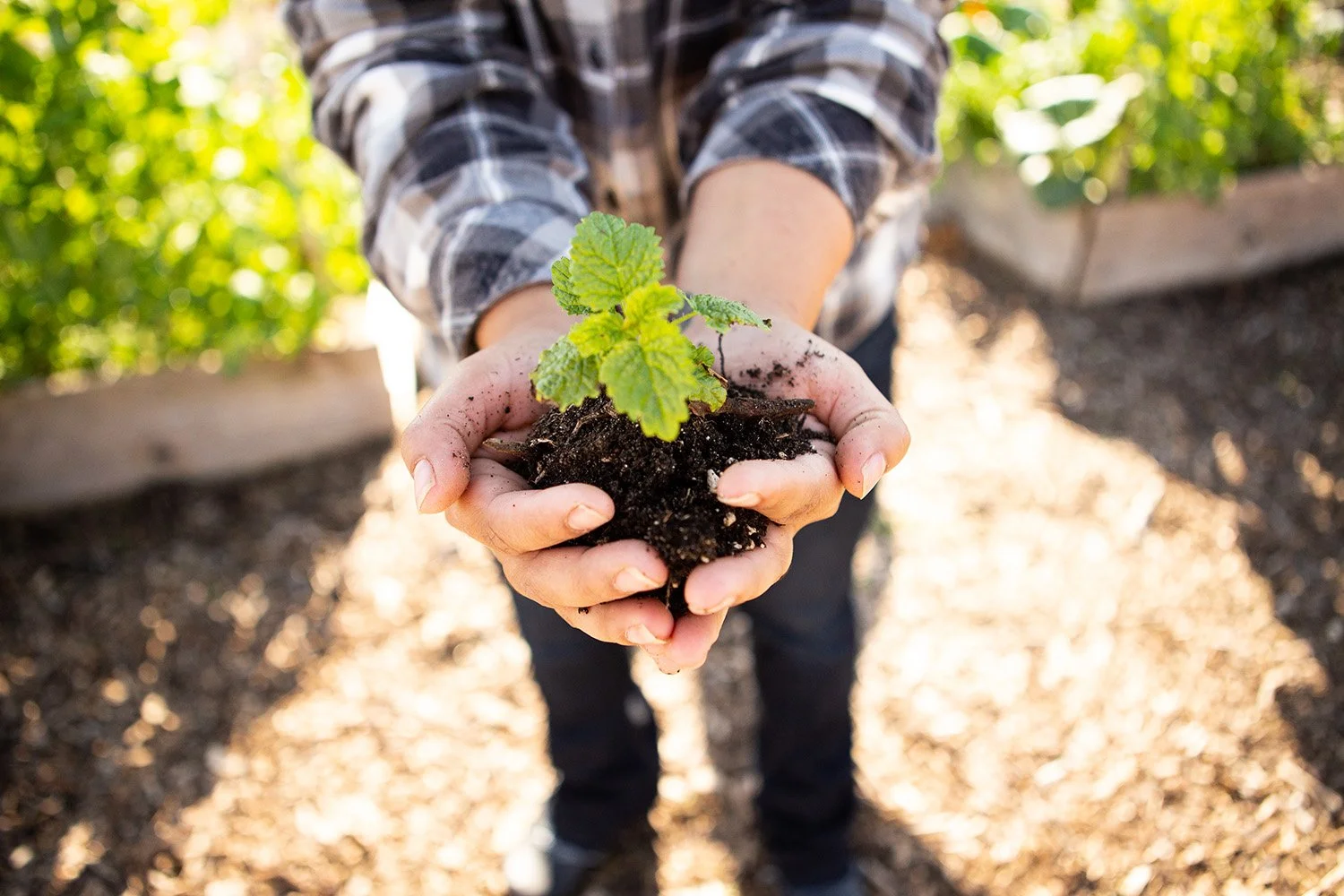 horticulture-plant-in-hands