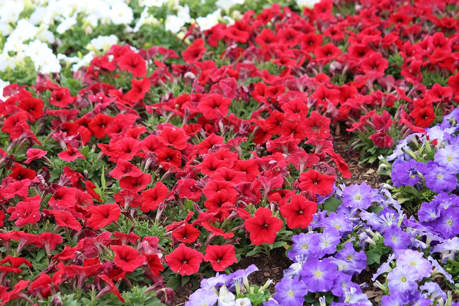 red-blue-flowers